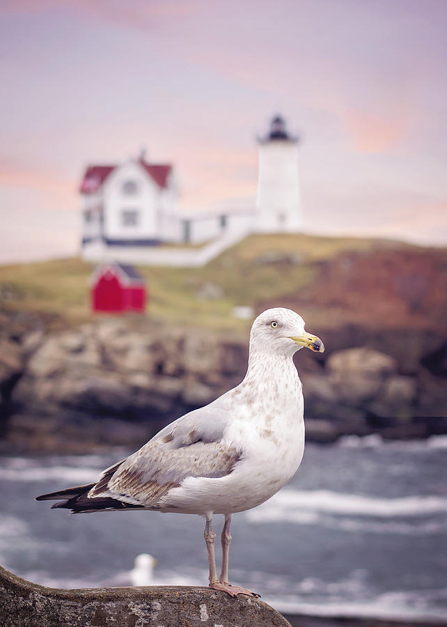 Gull at Nubble Photograph by Heather Applegate