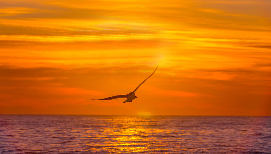 Gull at Sunrise Photograph by Allan Levin