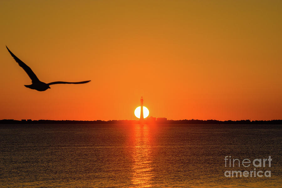 Gull at Sunrise Photograph by Sean Mills