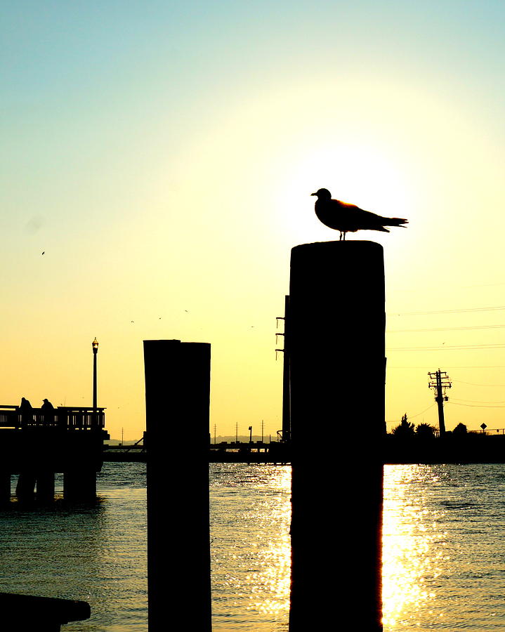 Gull at Sunset Eastern Shore St Michaels MD Photograph by Katy Hawk