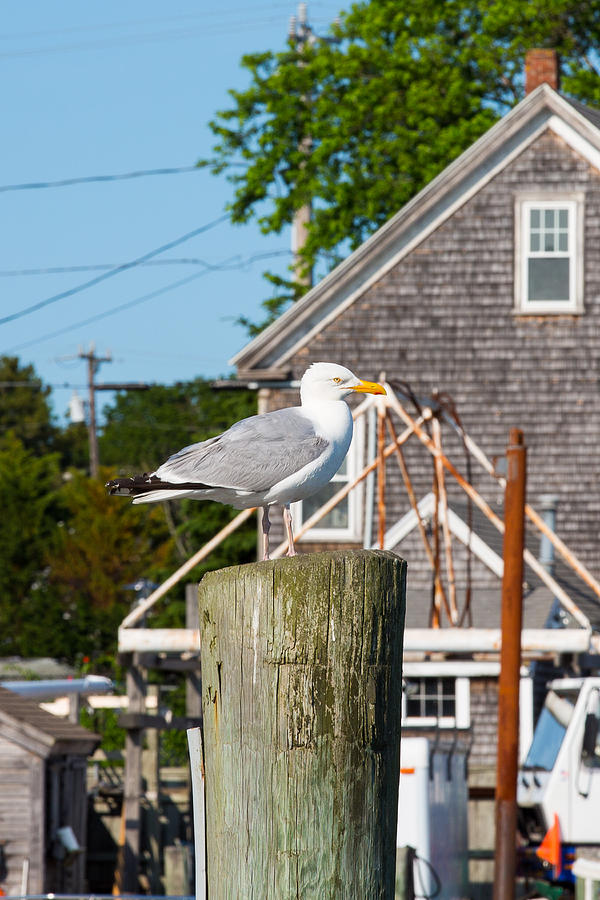 Gull at the Harbor Photograph by Allan Morrison