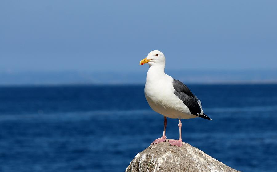 Gull at the Sea  Photograph by Christy Pooschke