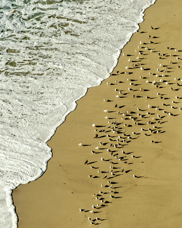 Abstract Photograph - Gull Convention by Alan Hart