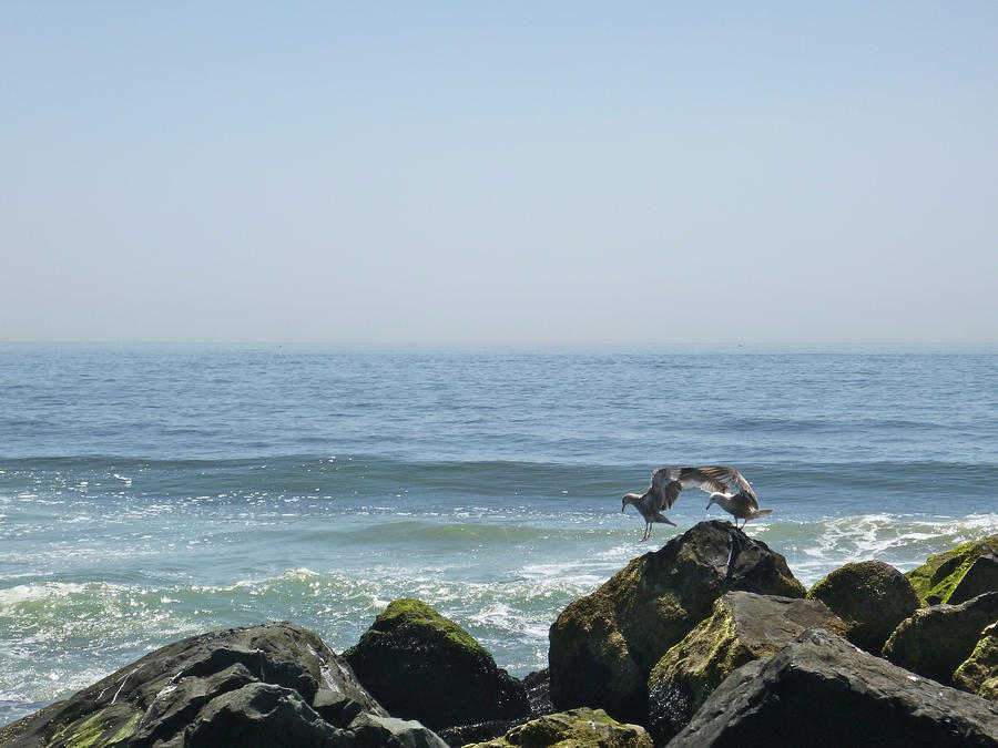 Gull Dance Photograph by Ellen Paull