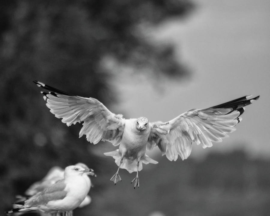 Gull Photograph by Deborah Ritch