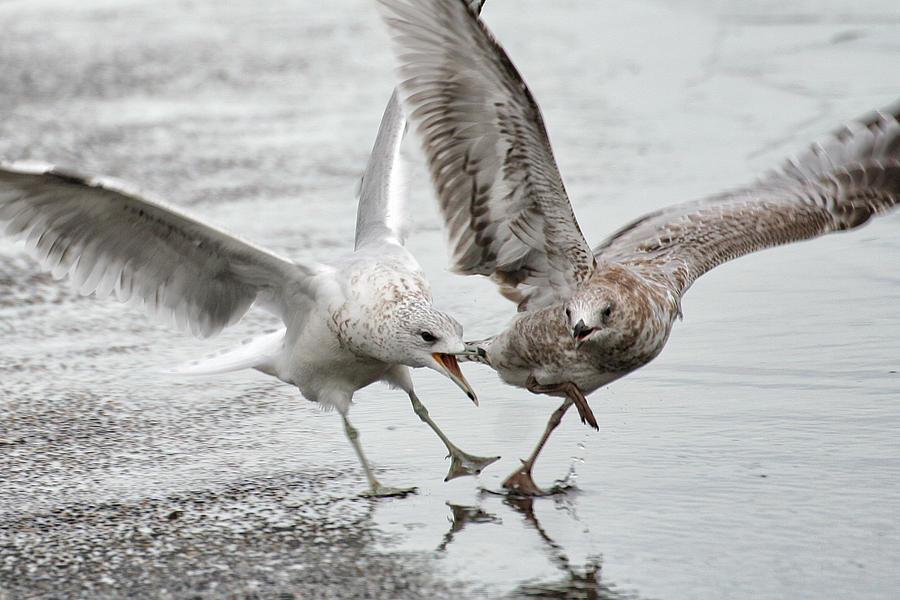 Gull Dispute Photograph by William Selander