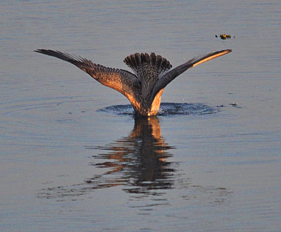 Gull Diving Photograph by John Hughes - Fine Art America