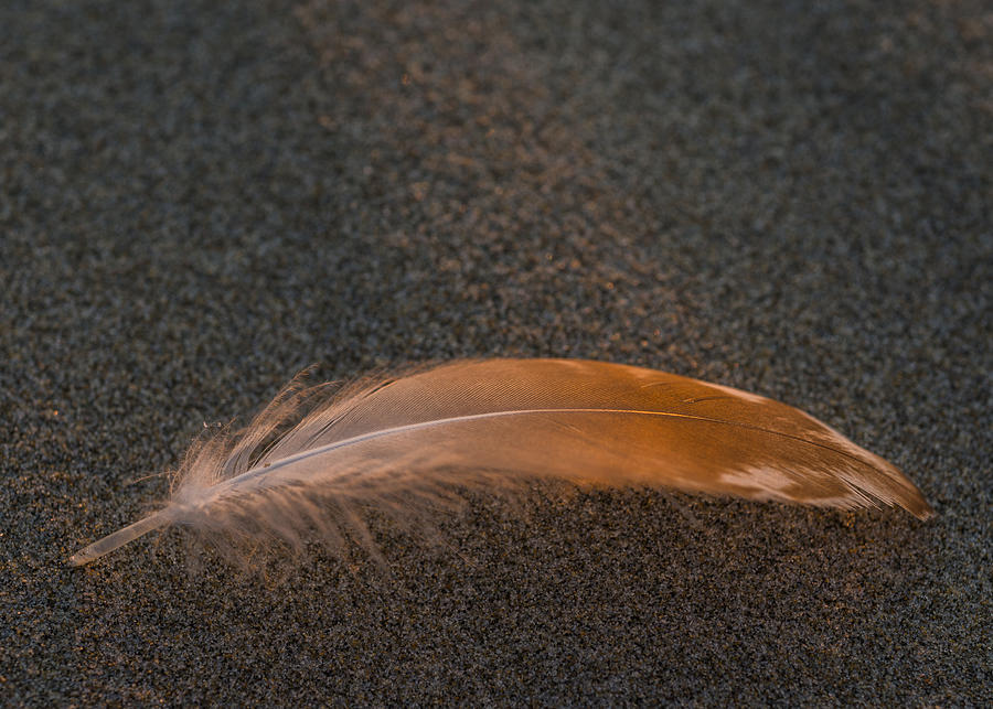 Gull Feather and Sand Photograph by Robert Potts