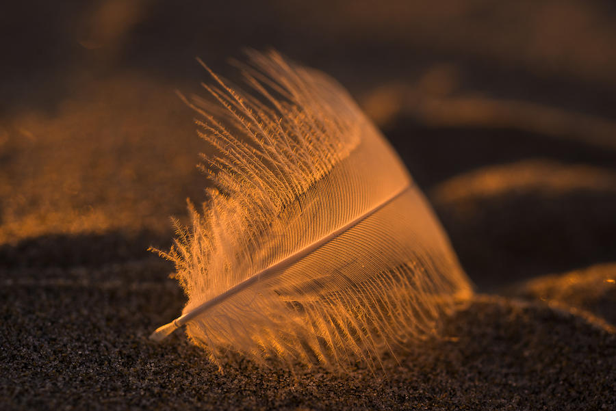 Gull Feather at Sunset Photograph by Robert Potts