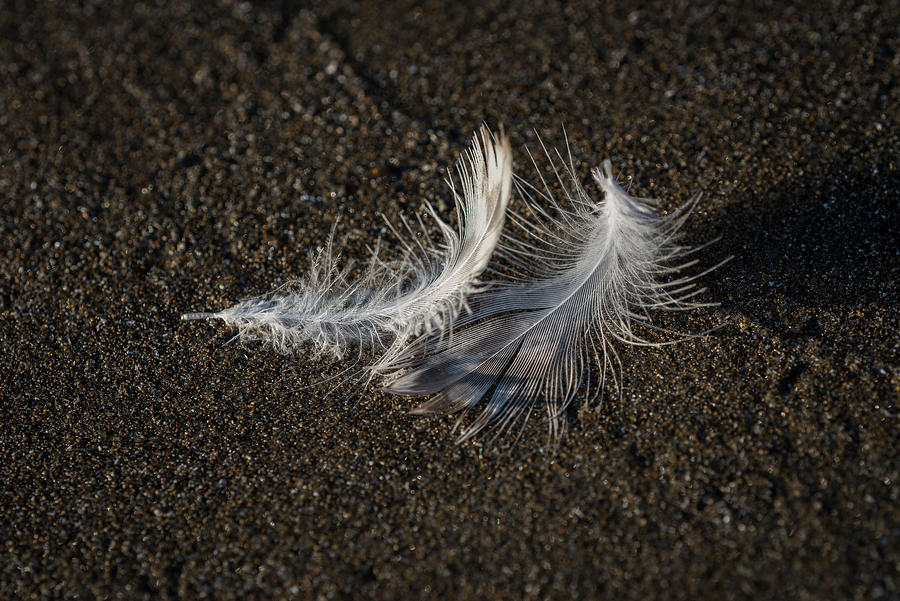 Gull Feathers on Sand Photograph by Robert Potts