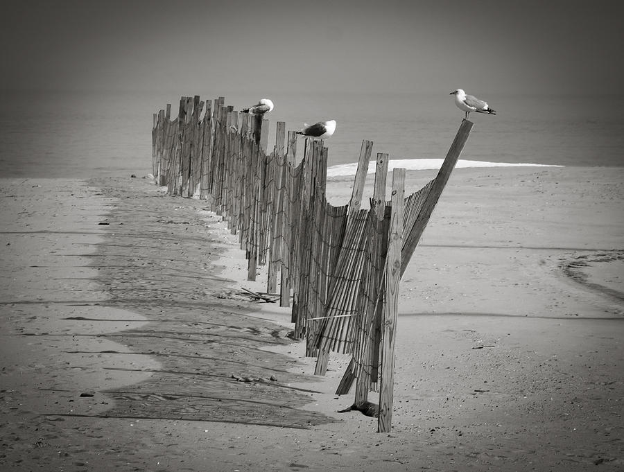 Gull Fence Photograph by Andy Smetzer