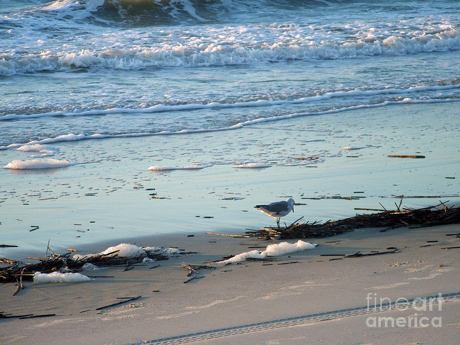 Gull fishes Tybee Island Beach Photograph by Doris Blessington