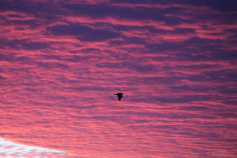 Gull Flies Under Purple Clouds Photograph by Robert Banach
