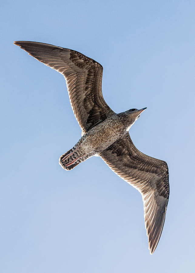 Gull Flite Photograph by Robert Potts