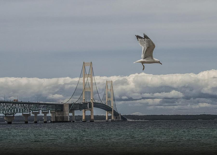 Gull Flying by the Mackinac Bridge Photograph by Randall Nyhof