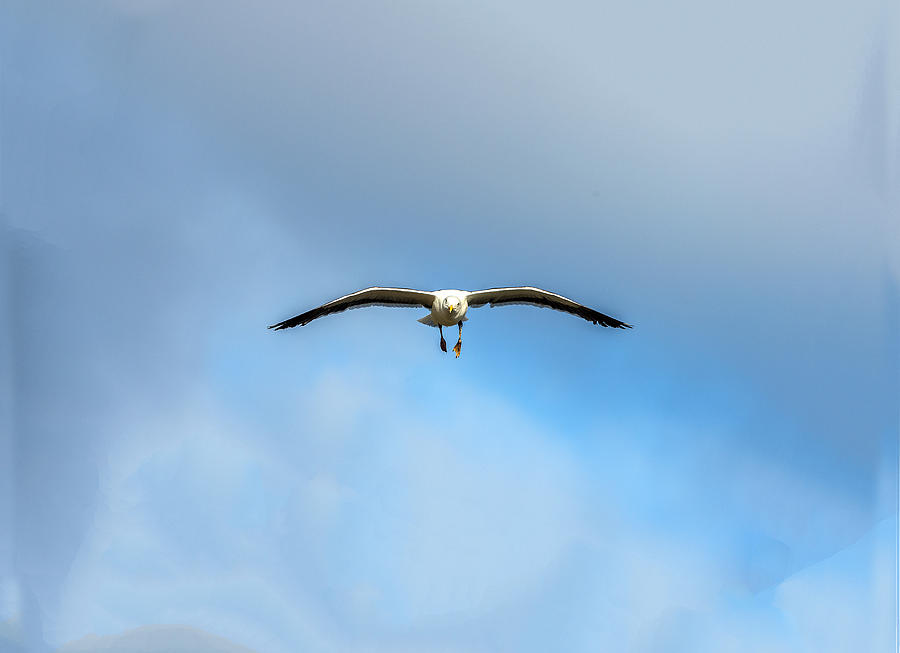 Gull Flying Straight At You Photograph by William Bitman