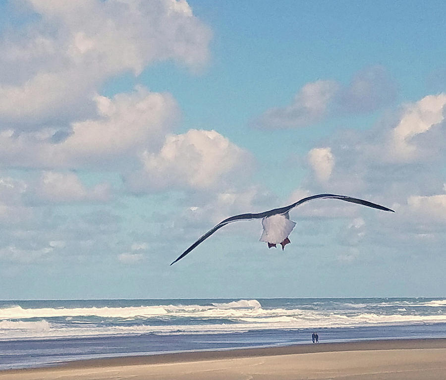 Gull Getaway Photograph by Suzy Piatt