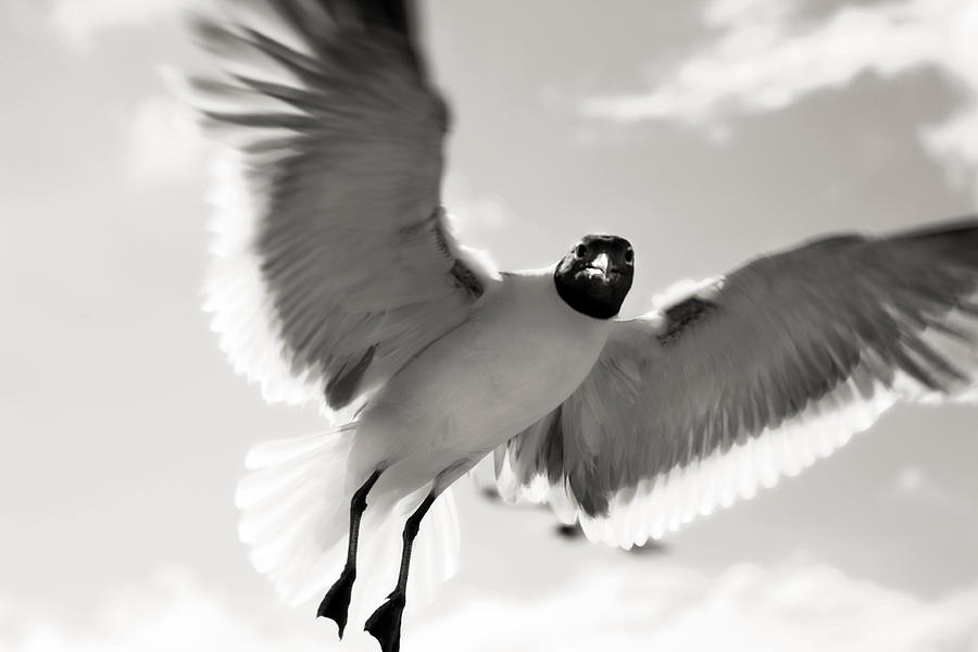 Gull in Flight 2 Photograph by Marilyn Hunt
