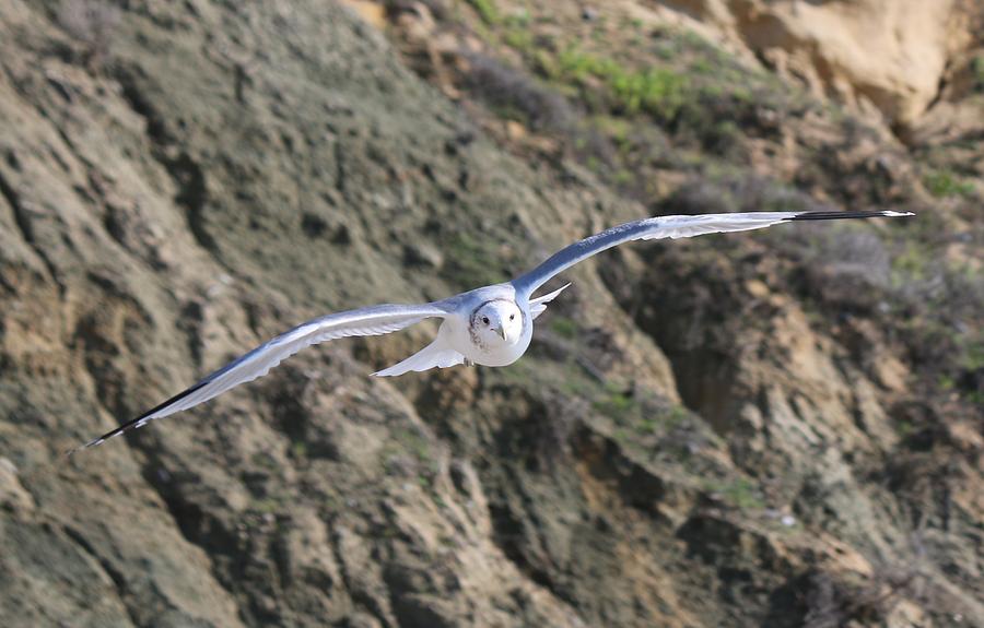 Gull in Flight - 3 Photograph by Christy Pooschke