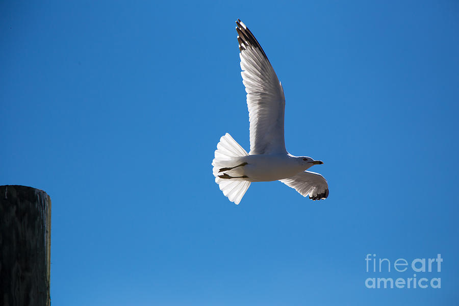 Gull In Flight Photograph