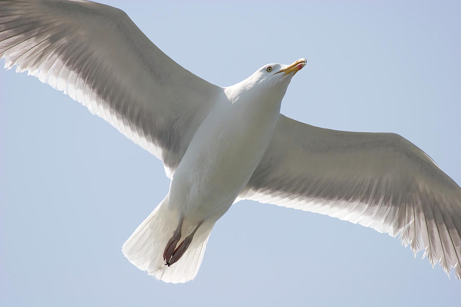 Gull in Flight Photograph by Jill Lang
