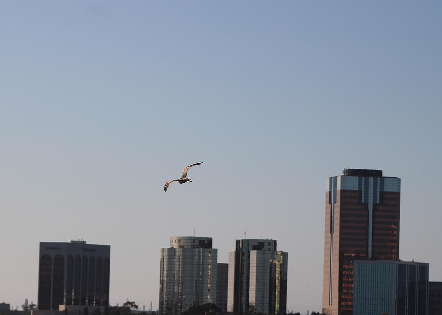 Gull in Flight Over Pacific Photograph by Colleen Cornelius
