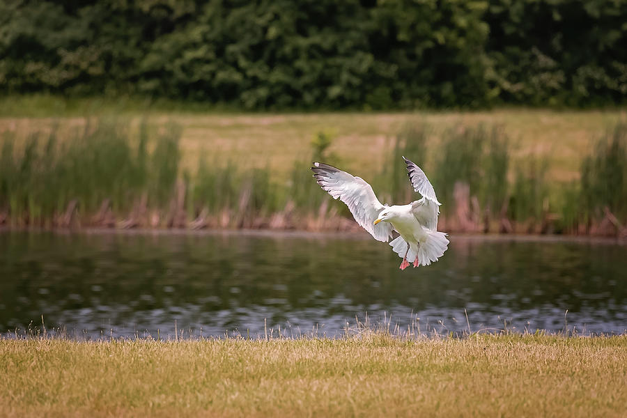 Gull in flight Photograph by Peter Lakomy