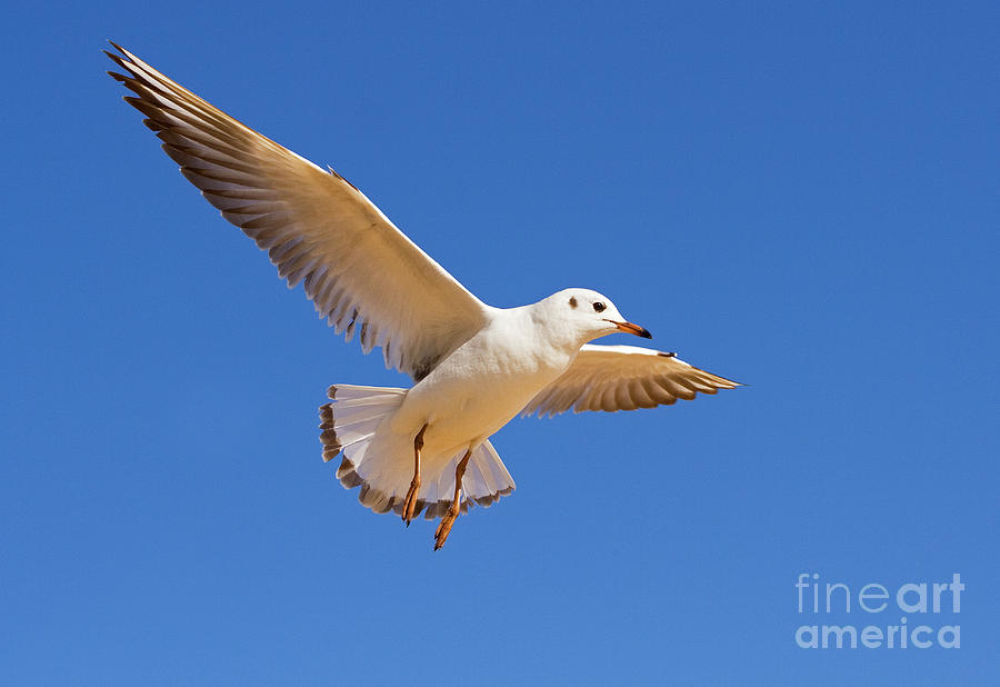 Wildlife Photograph - Gull In Flight by Terry Cooper LRPS