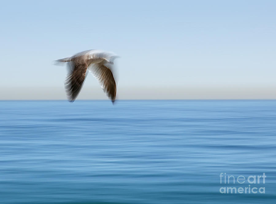 Seagull Photograph - Gull in Flight Wing Motion Blur Photo by Clare VanderVeen