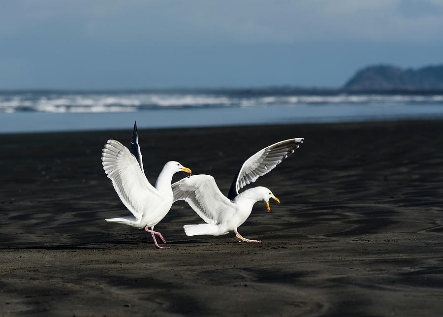 Gulls In Love Photograph by Robert Potts