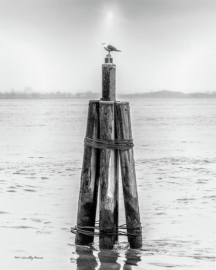 Gull In New York Harbor by Timothy Harris Gull In New York Harbor by Timothy Harris