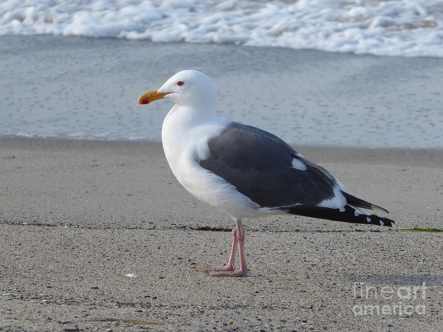 Gull in profile Photograph by Margaret Brooks