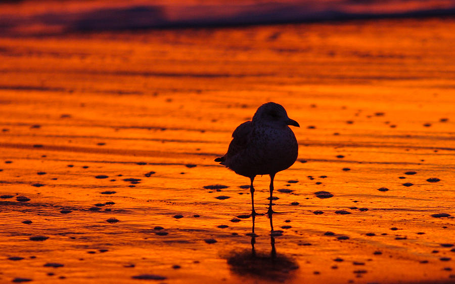 Gull caught at sunrise Photograph by Allan Levin