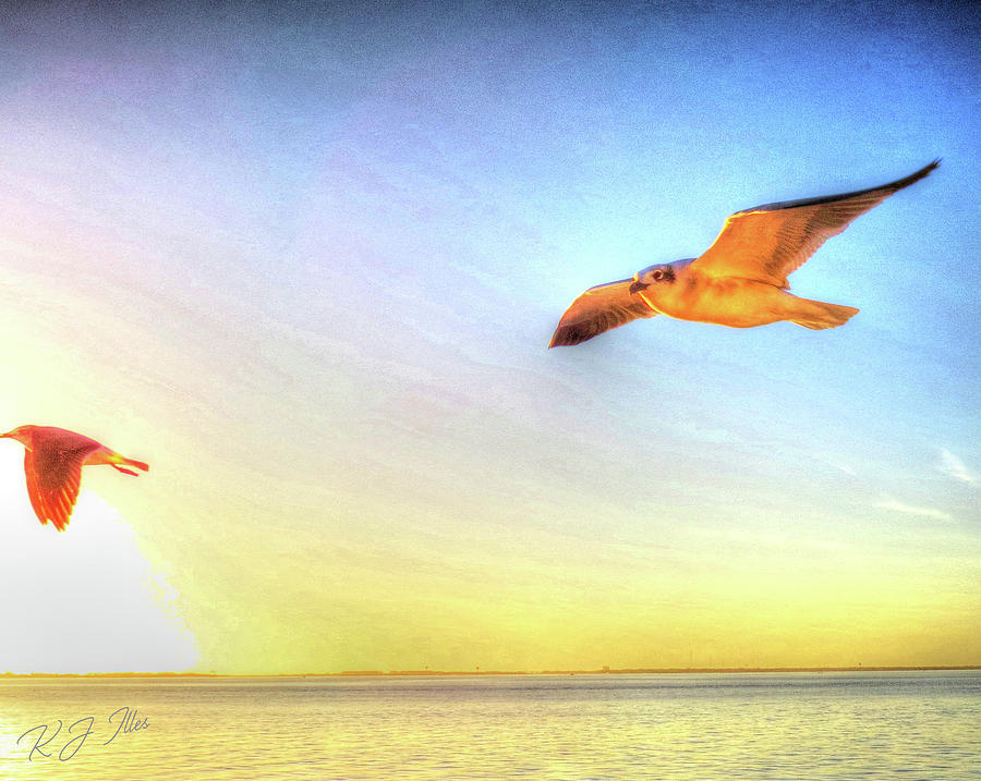 Gull In Sky Digital Art by Kathleen Illes
