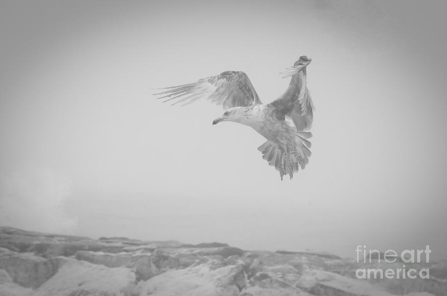 Gull in the Mist - Black and White Animal / Wildlife Photograph Photograph by PIPA Fine Art - Simply Solid