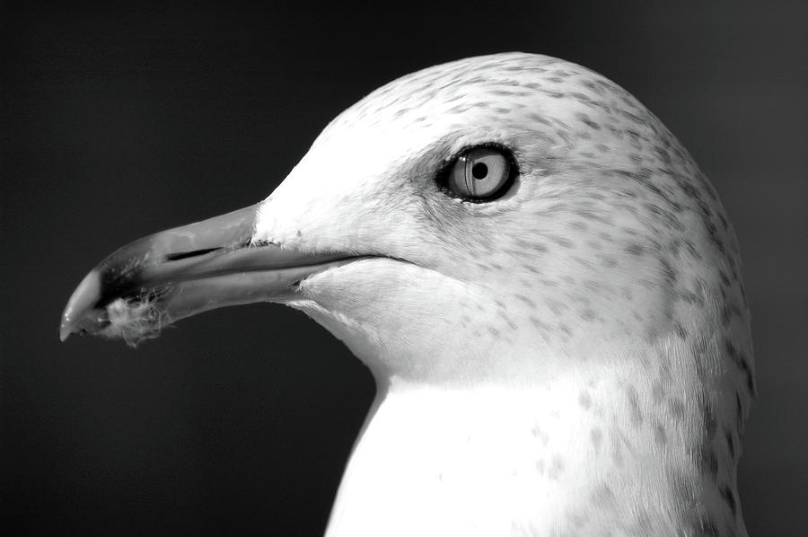 Gull Photograph by D Plinth