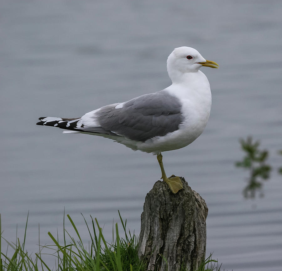 Gull Photograph by Lee Alloway