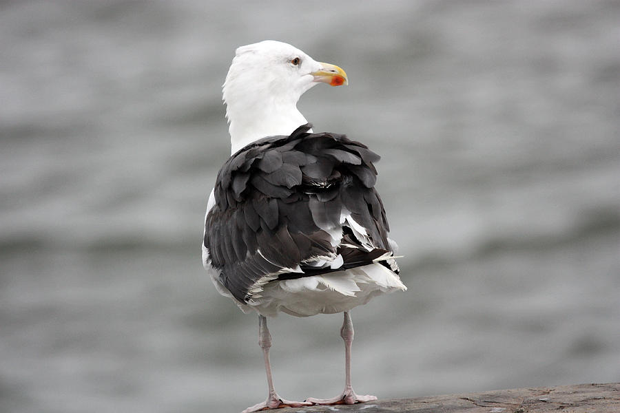Gull Photograph by Mary Haber