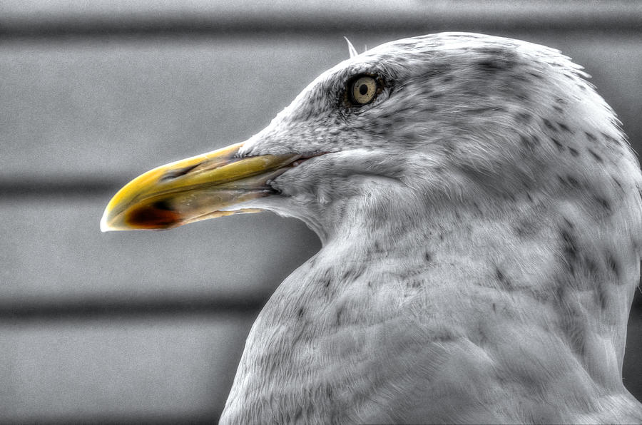 Gull Mug Shot Photograph by Richard Ortolano