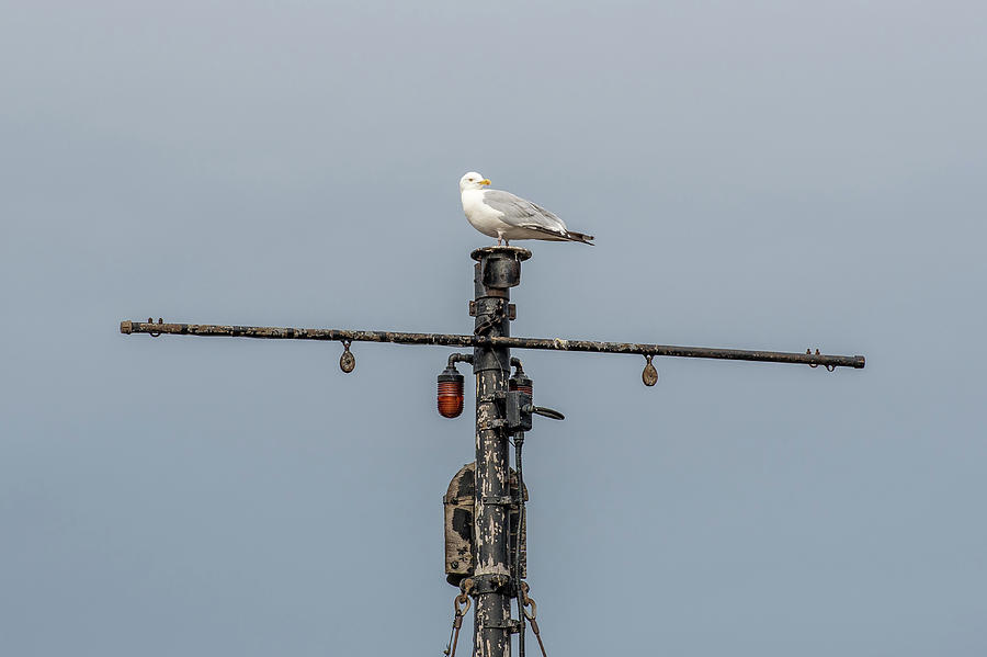 Gull on A Mast Photograph by Paul Freidlund