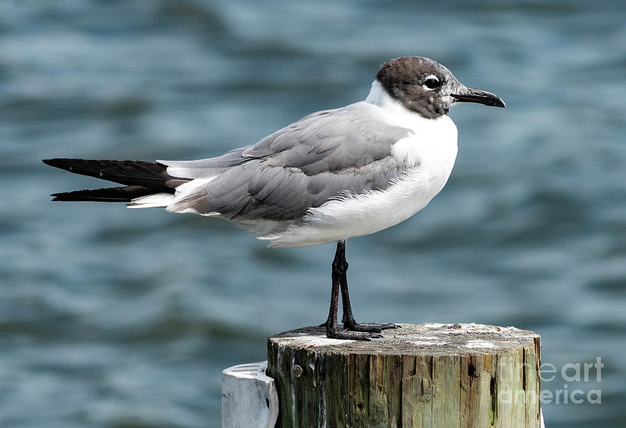 Gull on a piling Photograph by Rodney Cammauf