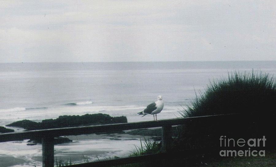 Gull on a Rail Photograph by Charles Robinson