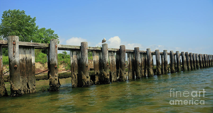 Gull on Dock Pilings I Photograph by Mary Haber