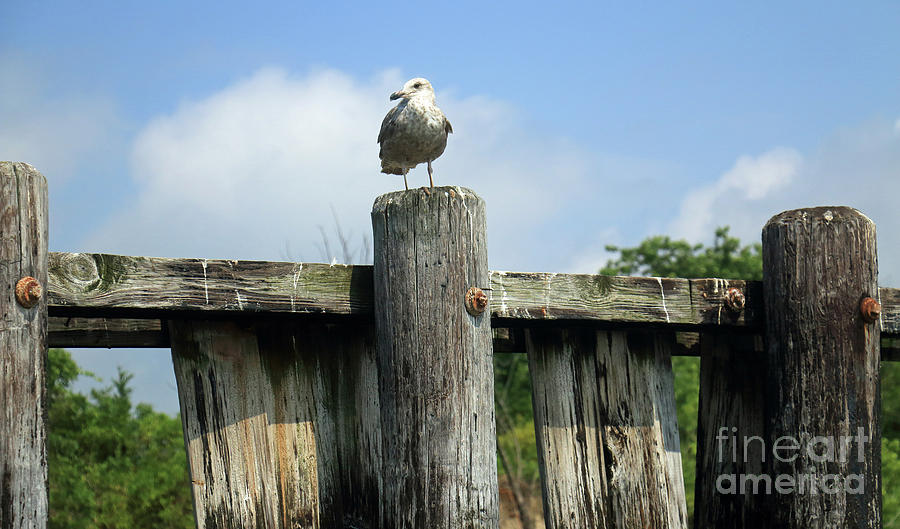 Gull on Dock Pilings II Photograph by Mary Haber