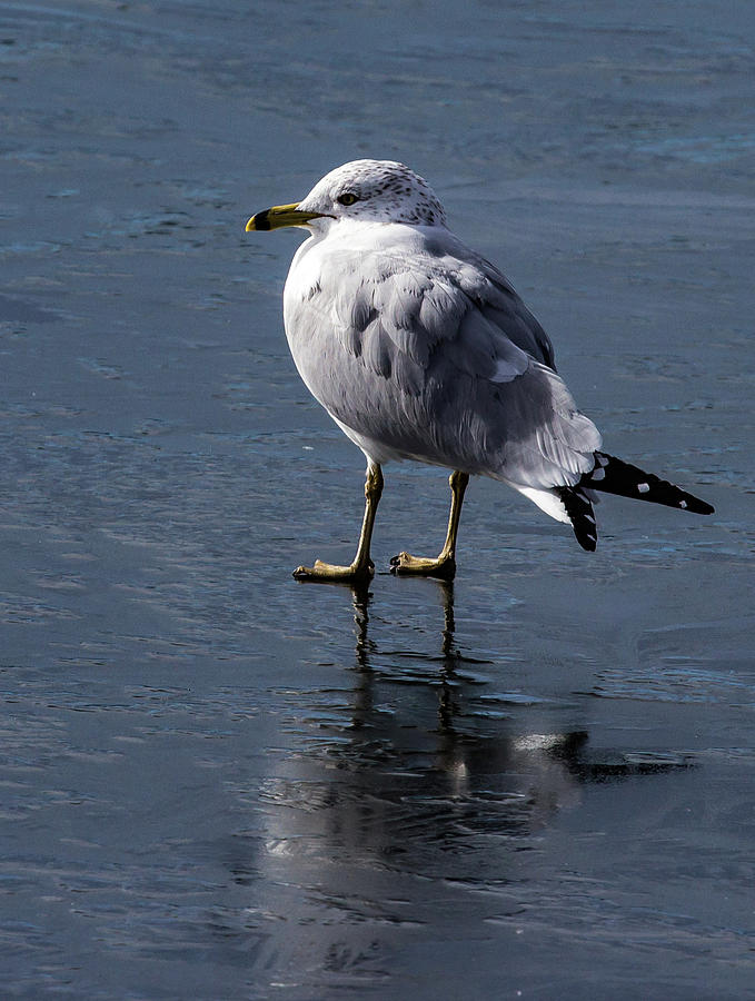 Gull on Ice Photograph by Bill Wiebesiek
