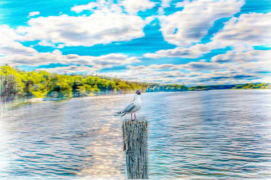 Gull On Pole Atristic Photograph