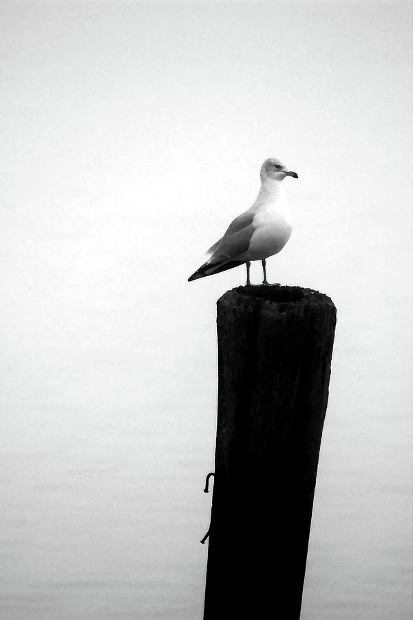 Gull on Post  Photograph by Mary Bedy