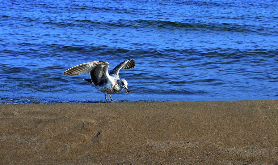 Gull On The Beach  Photograph by Lyle Crump