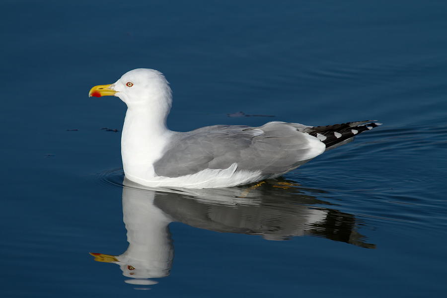 Gull On The Lake Photograph