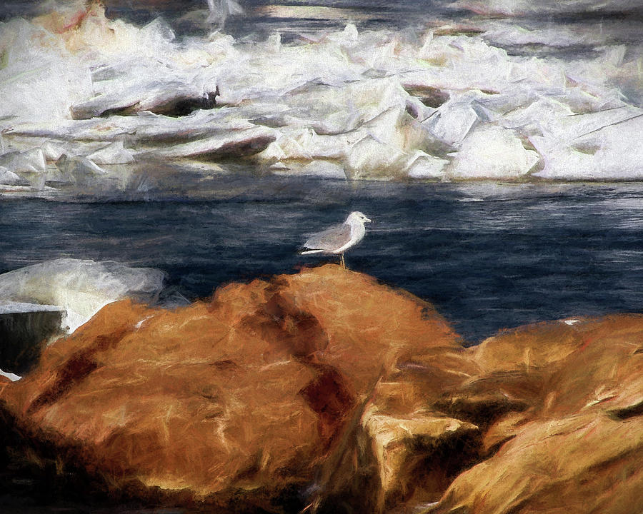 Gull on the Rocks Photograph by John Freidenberg